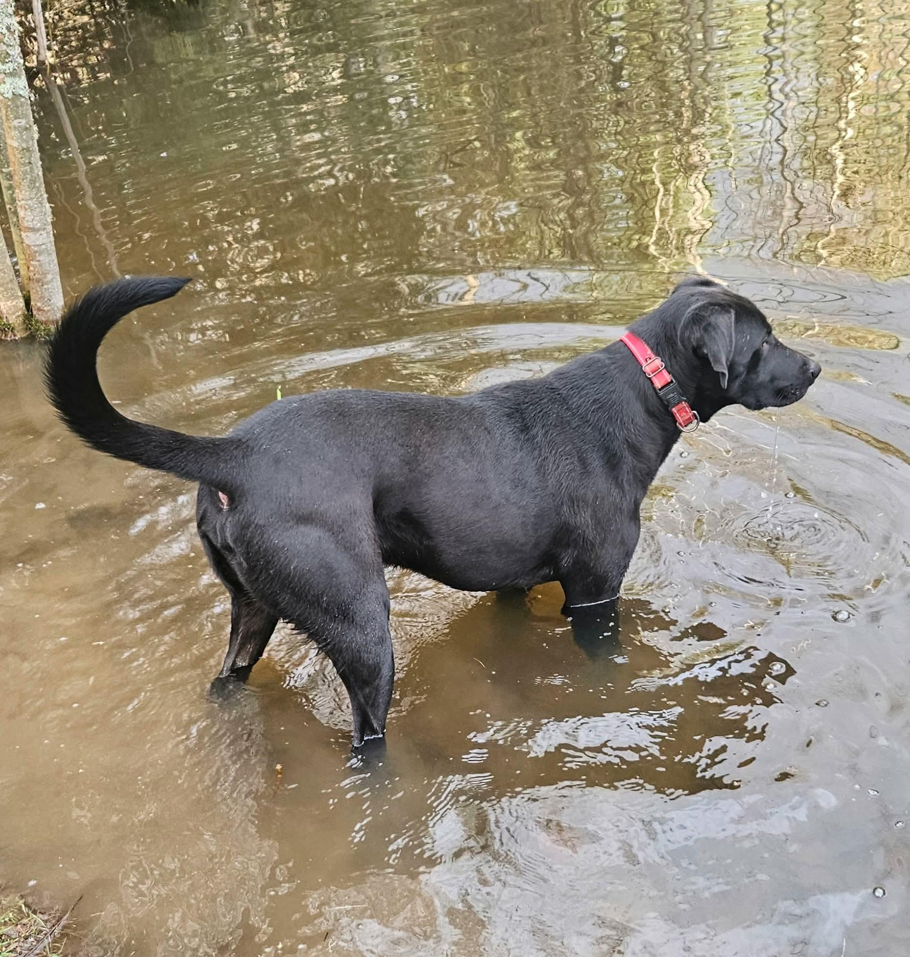 Enlarge Timmy, a Adoptable Mixed Breed in Puyallup, WA image 3/6