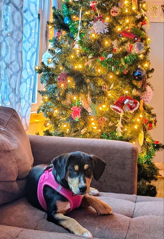 S'more, Adopted, Young Female Beagle.