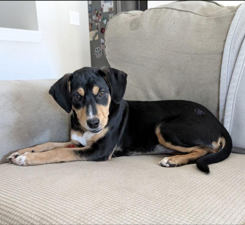 S'more, a Adopted Beagle in House Springs, MO image 2/3