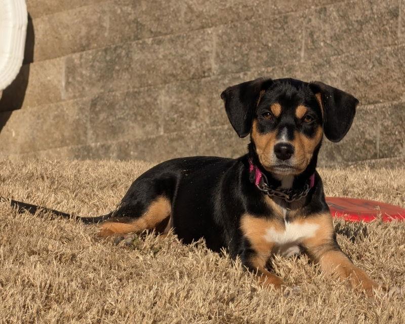 S'more, a Adopted Beagle in House Springs, MO image 3/3