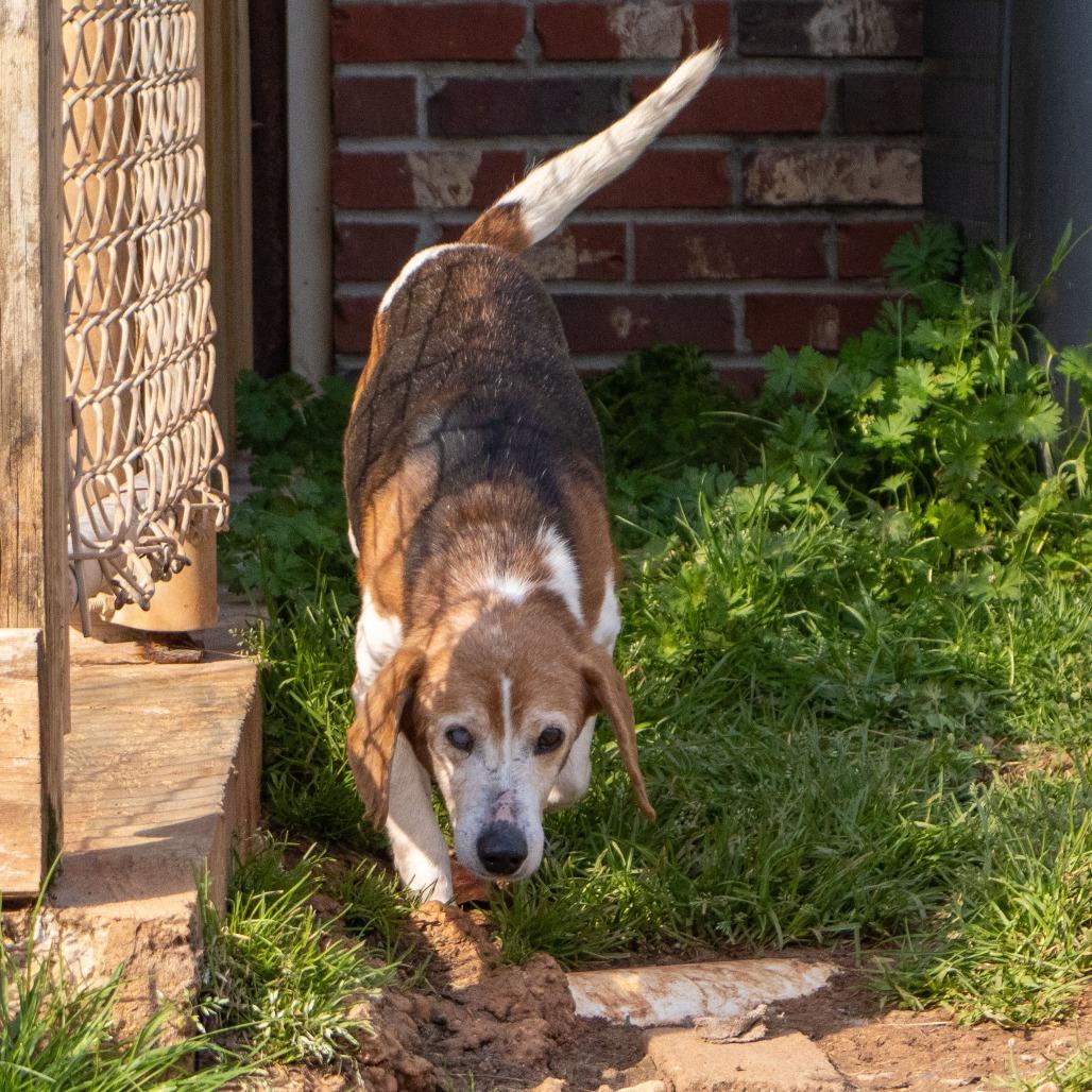 Charlie, Adoptable, Senior Male Beagle.