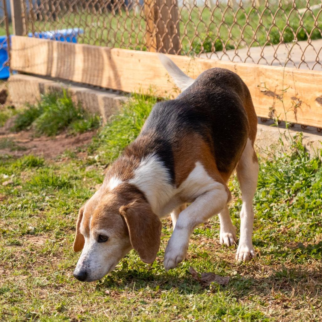 Enlarge Charlie, a Adoptable Beagle in Huntsville, AL image 4/6