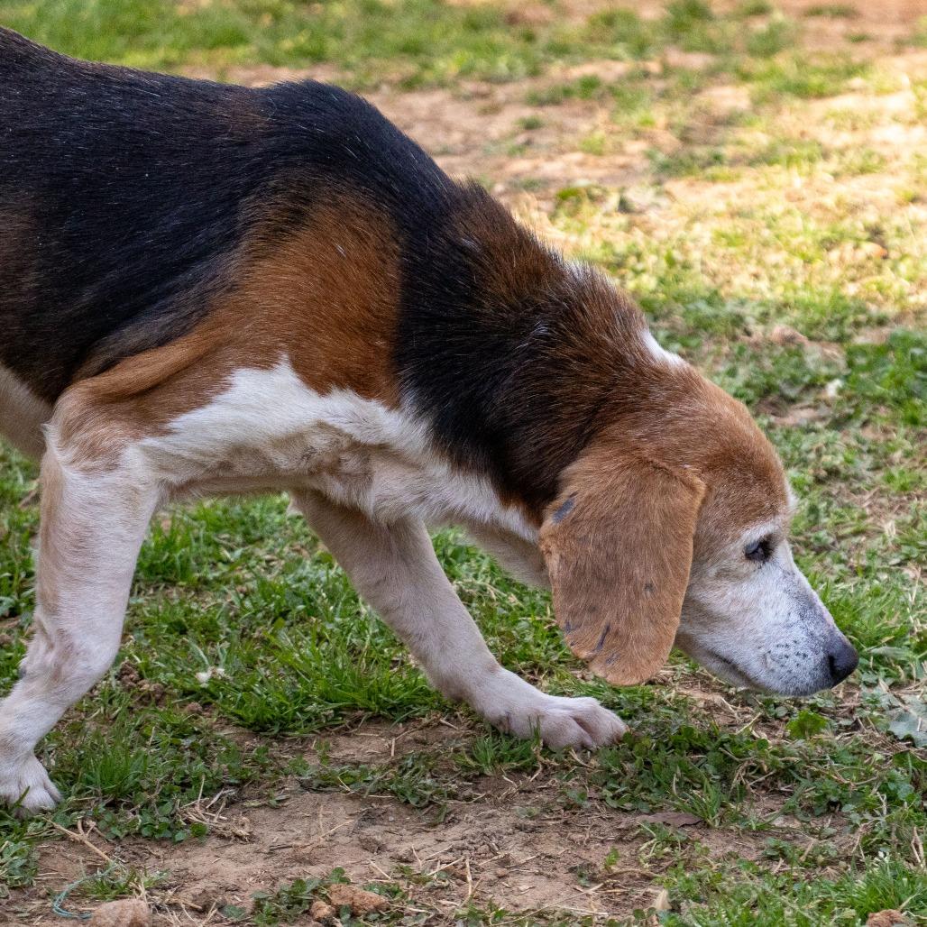 Enlarge Charlie, a Adoptable Beagle in Huntsville, AL image 5/6