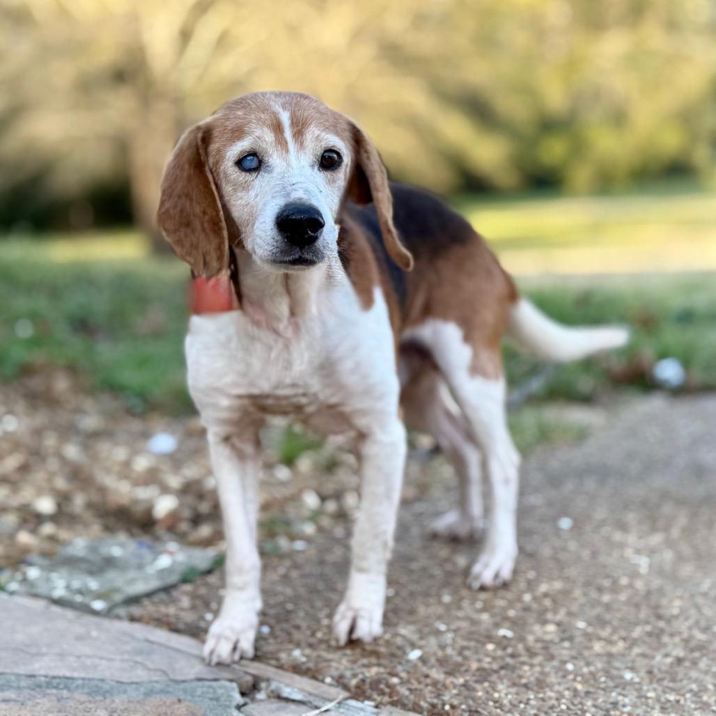 Enlarge Charlie, a Adoptable Beagle in Huntsville, AL image 6/6
