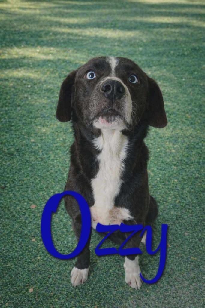Enlarge Ozzy, a Adoptable mixed breed in Livingston, LA image 1/2