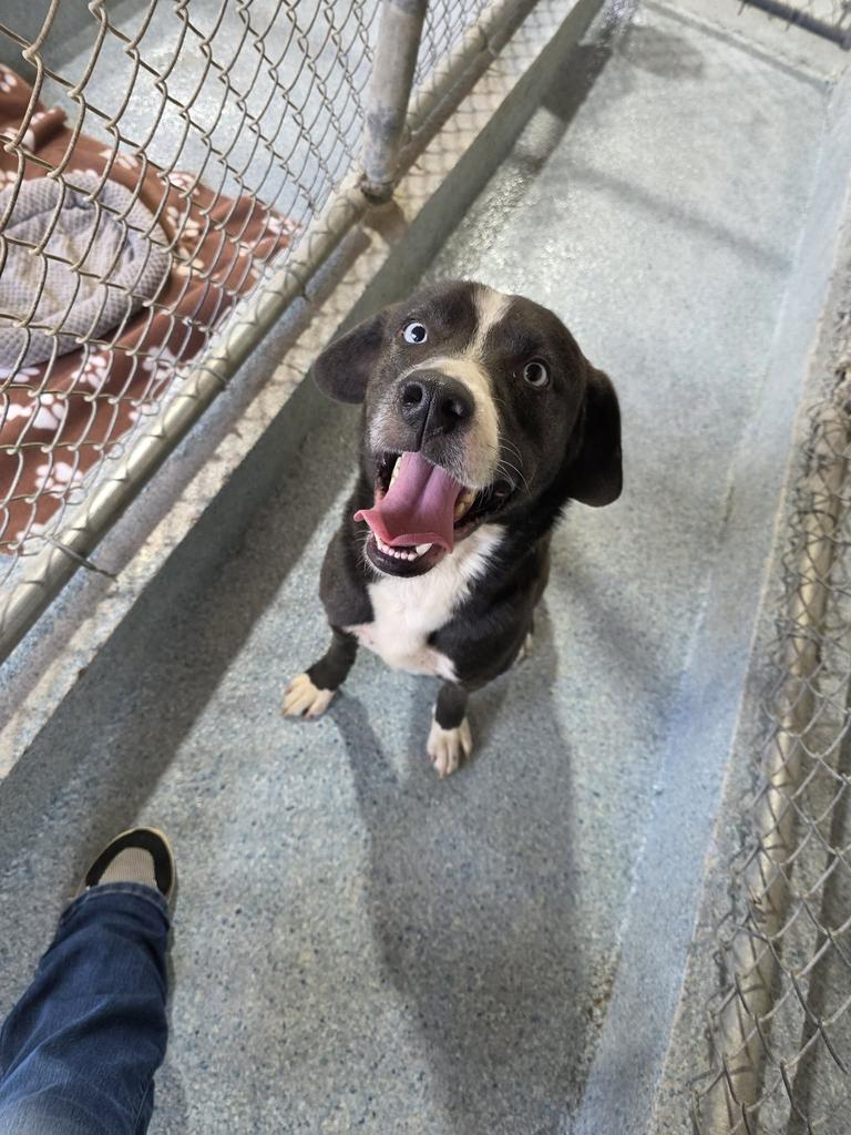 Enlarge Ozzy, a Adoptable mixed breed in Livingston, LA image 2/2