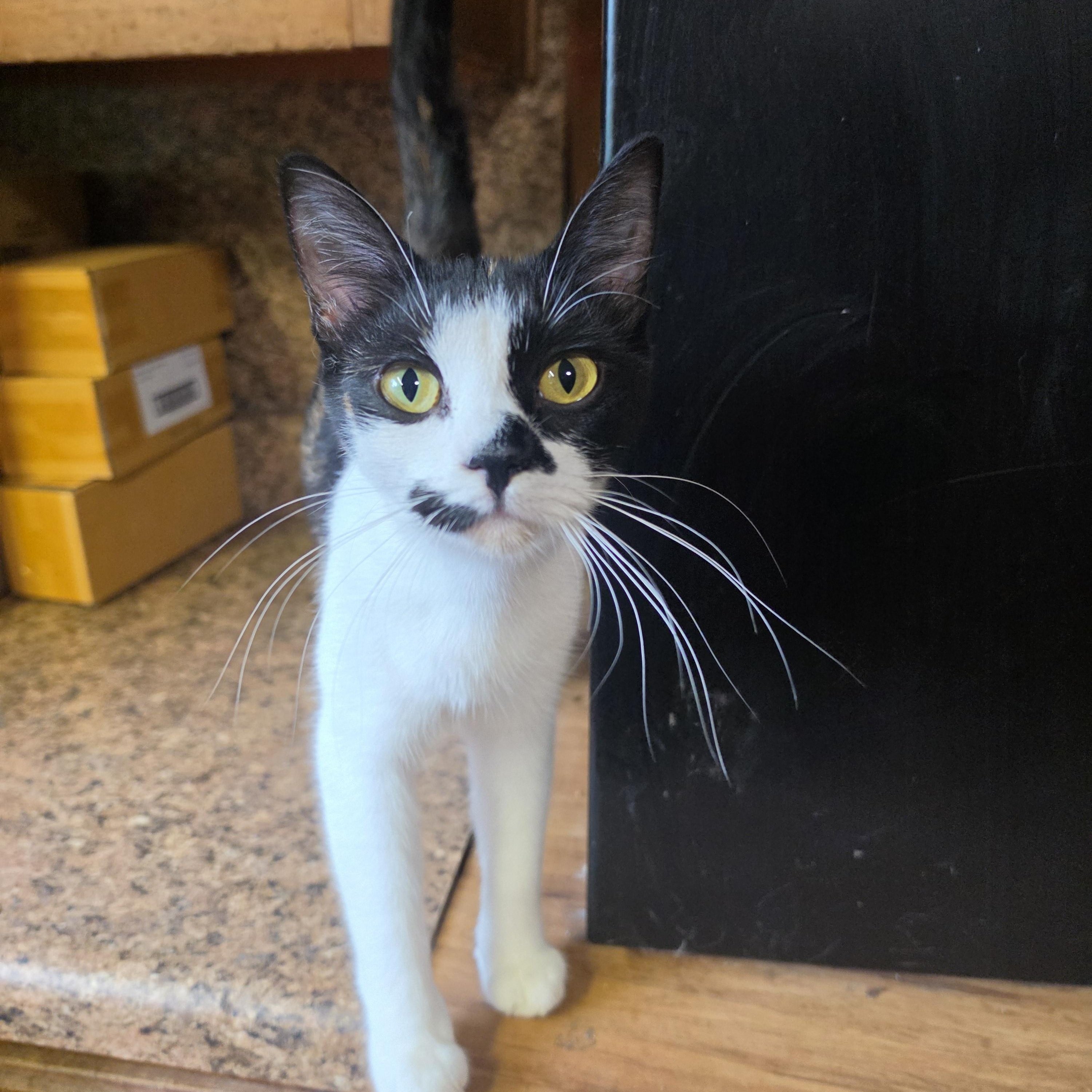 Noodle, adopted, Young Female Calico.