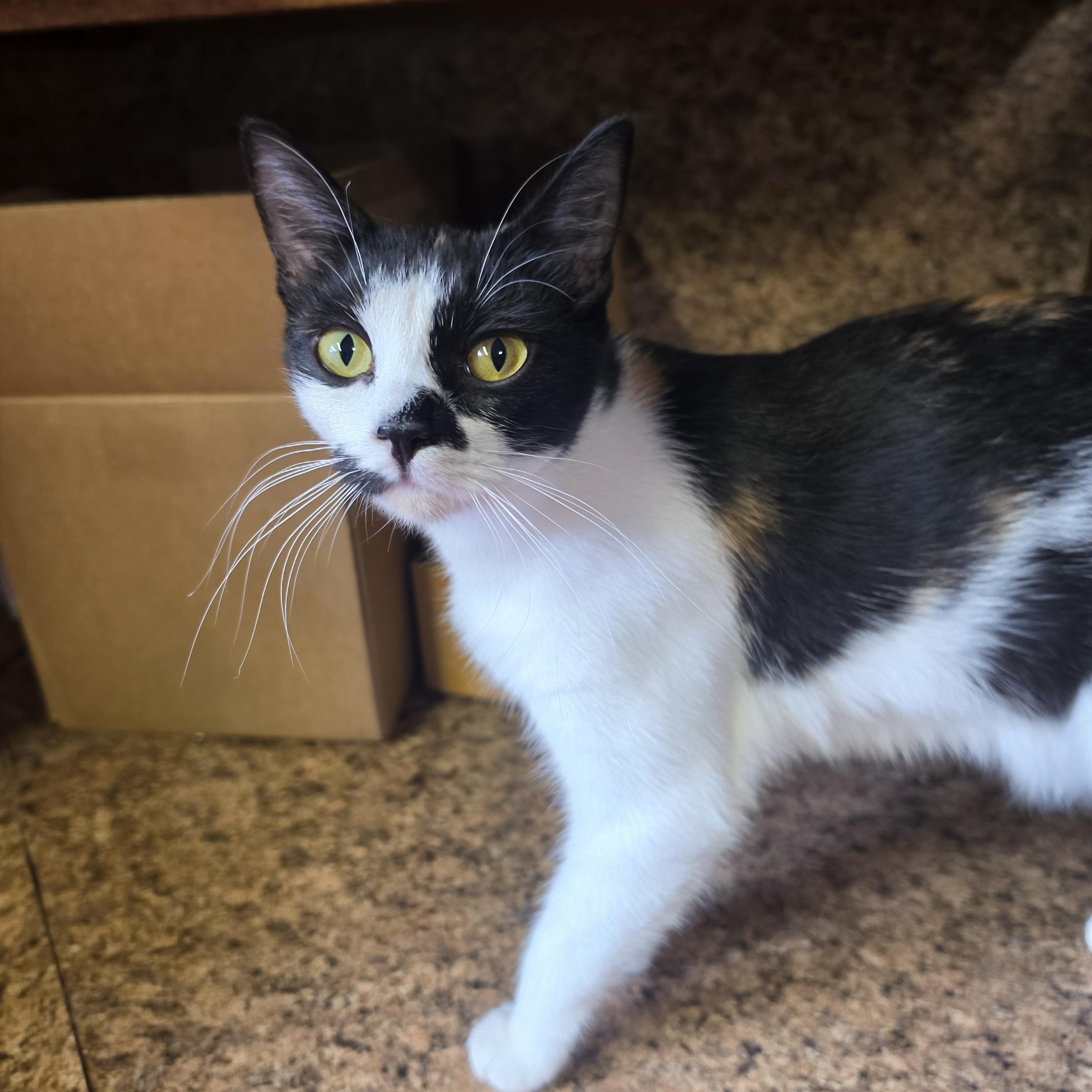 Noodle, an adopted Calico in Lawrenceville, GA image 2/3