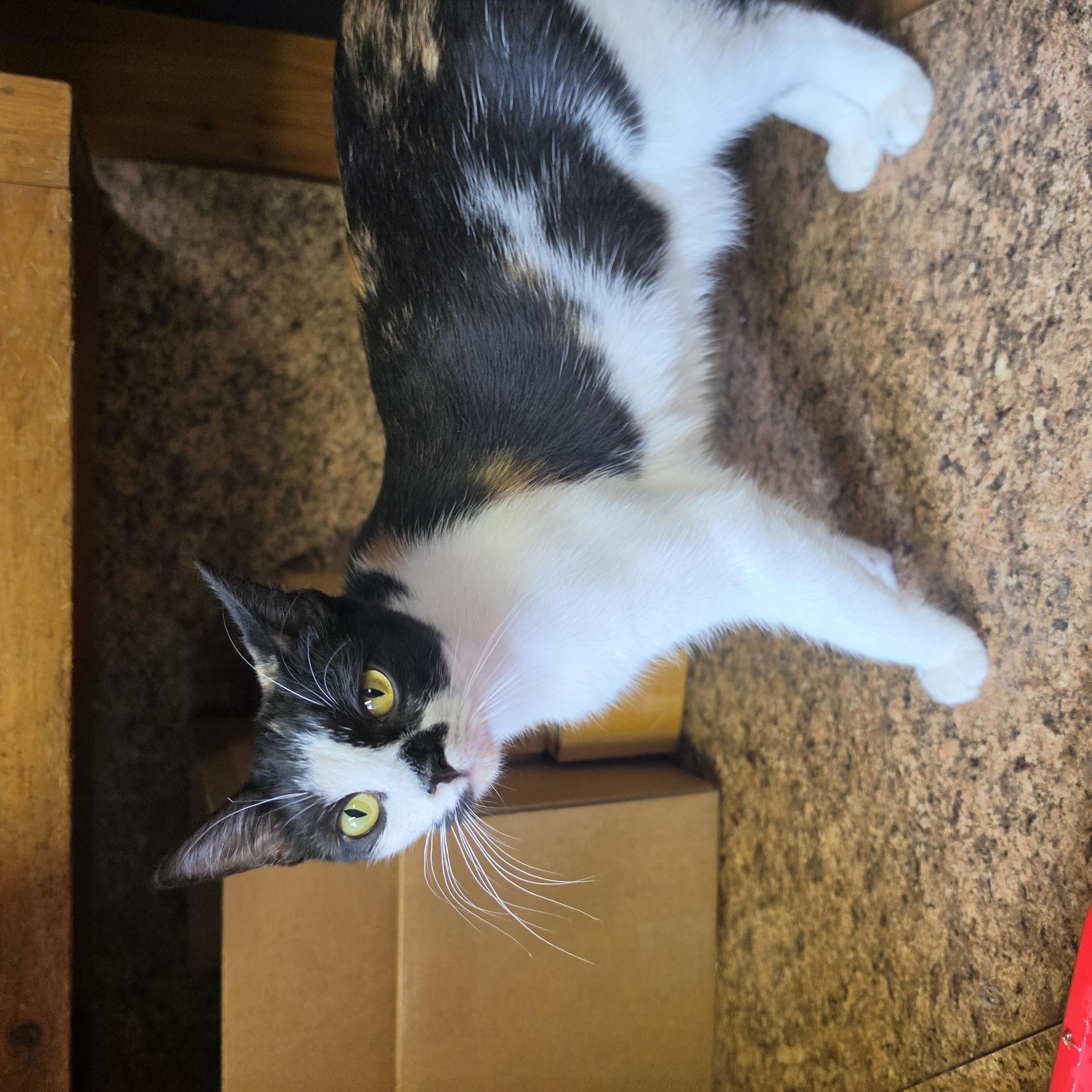 Noodle, an adopted Calico in Lawrenceville, GA image 3/3