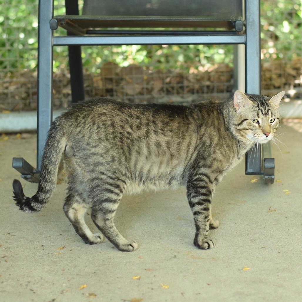Tony Tiger, Adoptable, Senior Male Domestic Short Hair.