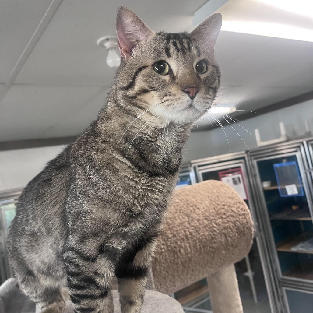 Enlarge Tony Tiger, a Adoptable Domestic Short Hair in Belleville, IL image 3/6