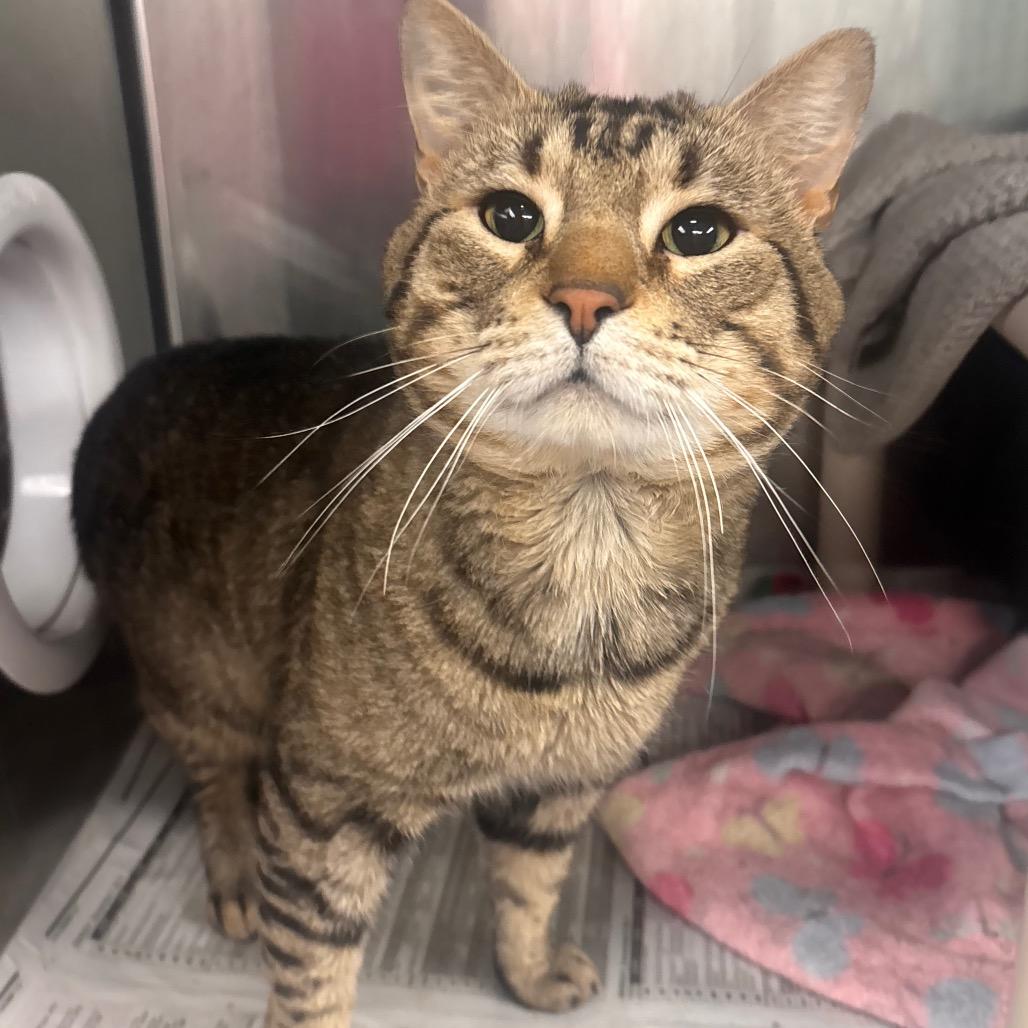 Enlarge Tony Tiger, a Adoptable Domestic Short Hair in Belleville, IL image 4/6