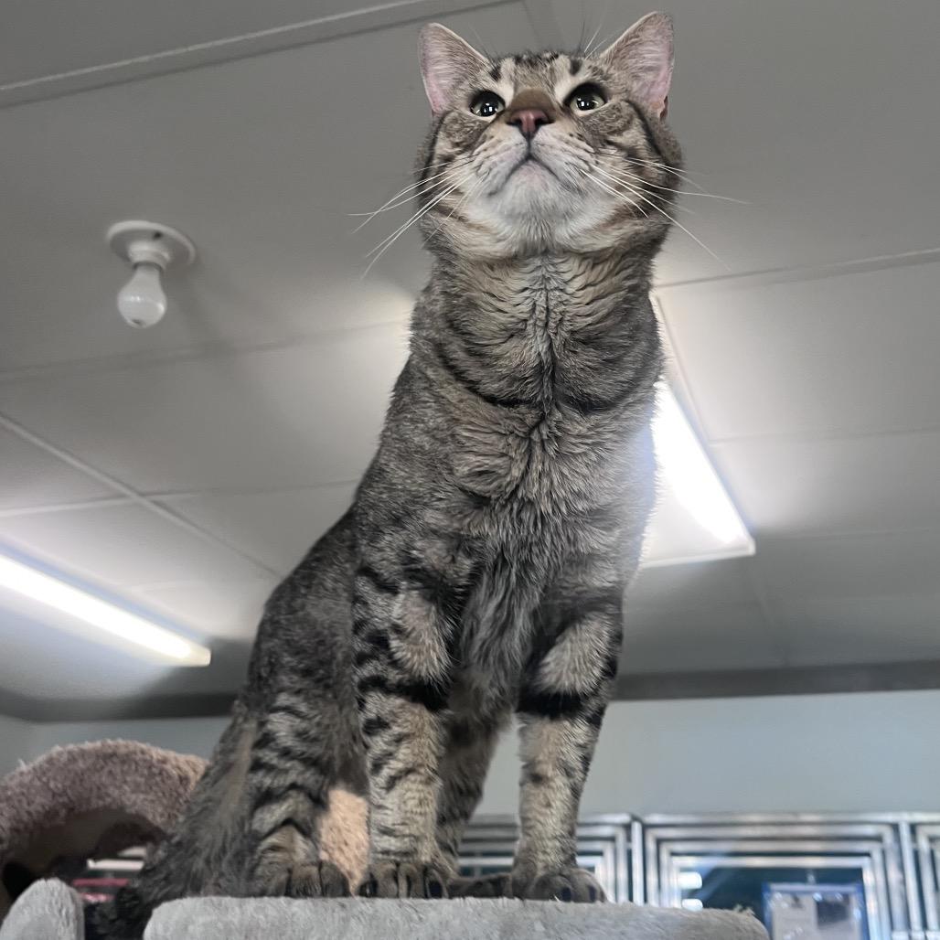Enlarge Tony Tiger, a Adoptable Domestic Short Hair in Belleville, IL image 5/6