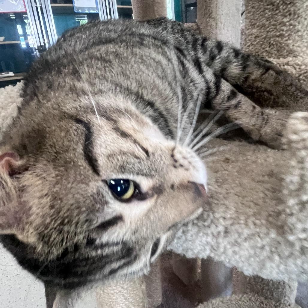 Enlarge Tony Tiger, a Adoptable Domestic Short Hair in Belleville, IL image 6/6