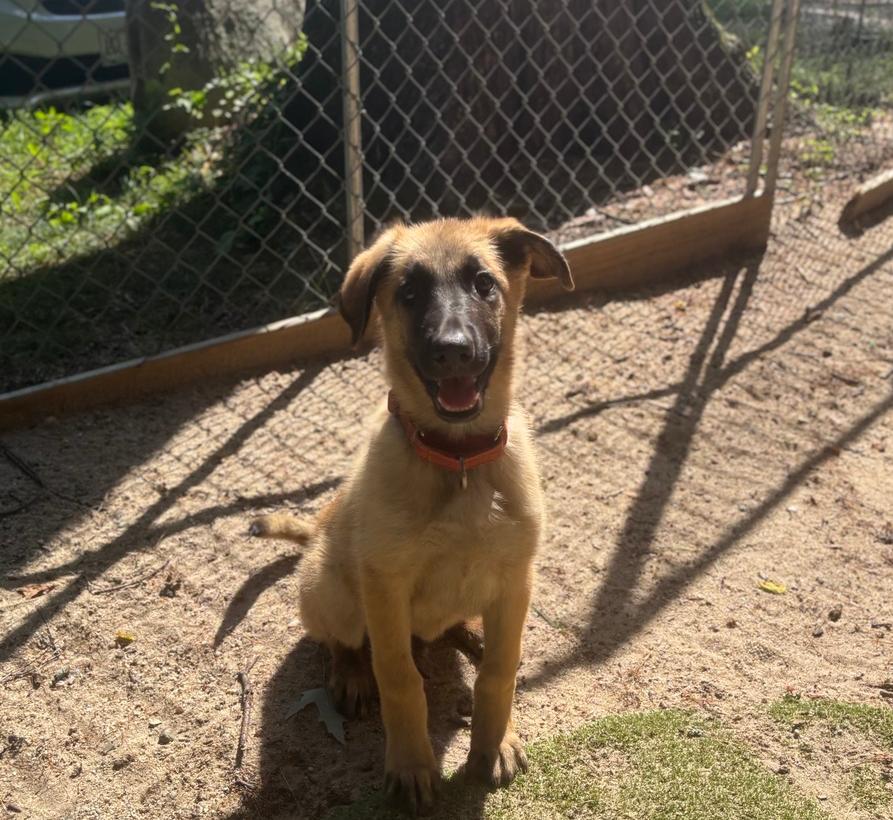 George - 26130, Adoptable, Puppy Male German Shepherd Dog.