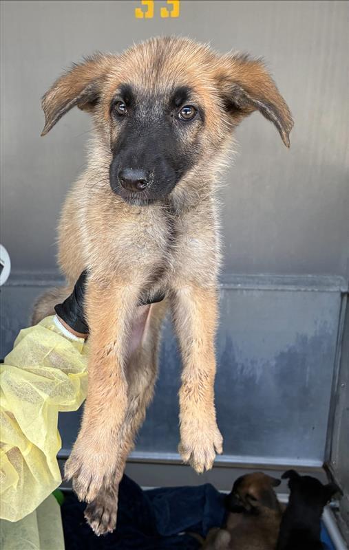 Enlarge George - 26130, a Adoptable mixed breed in Armonk, NY image 2/2