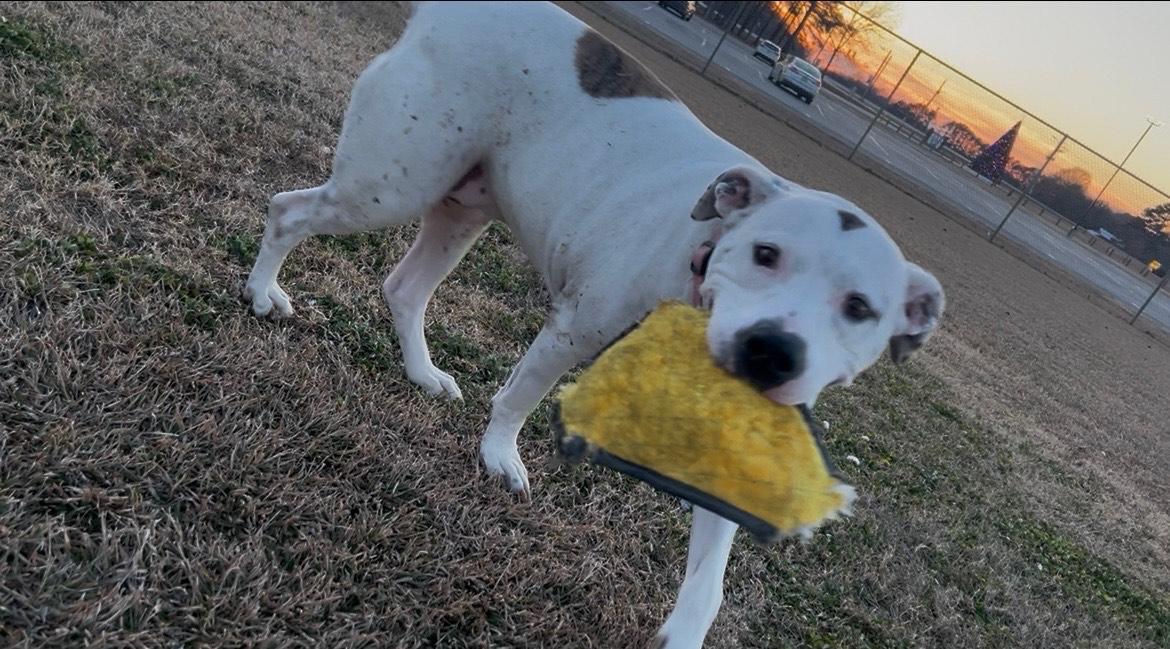 Sprite, Adoptable, Adult Female American Bully.