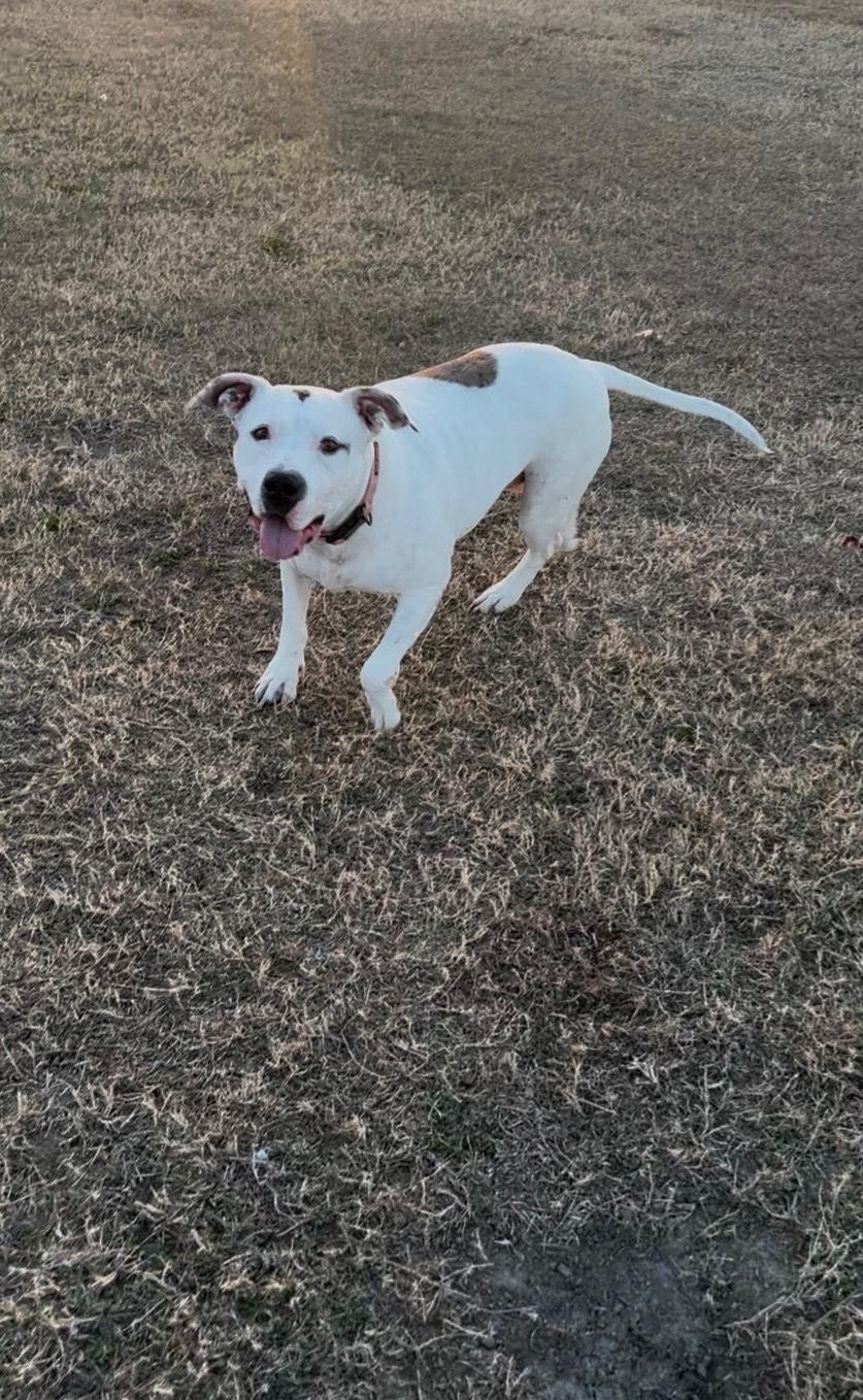 Enlarge Sprite, a Adoptable mixed breed in Rocky Mount, NC image 2/2