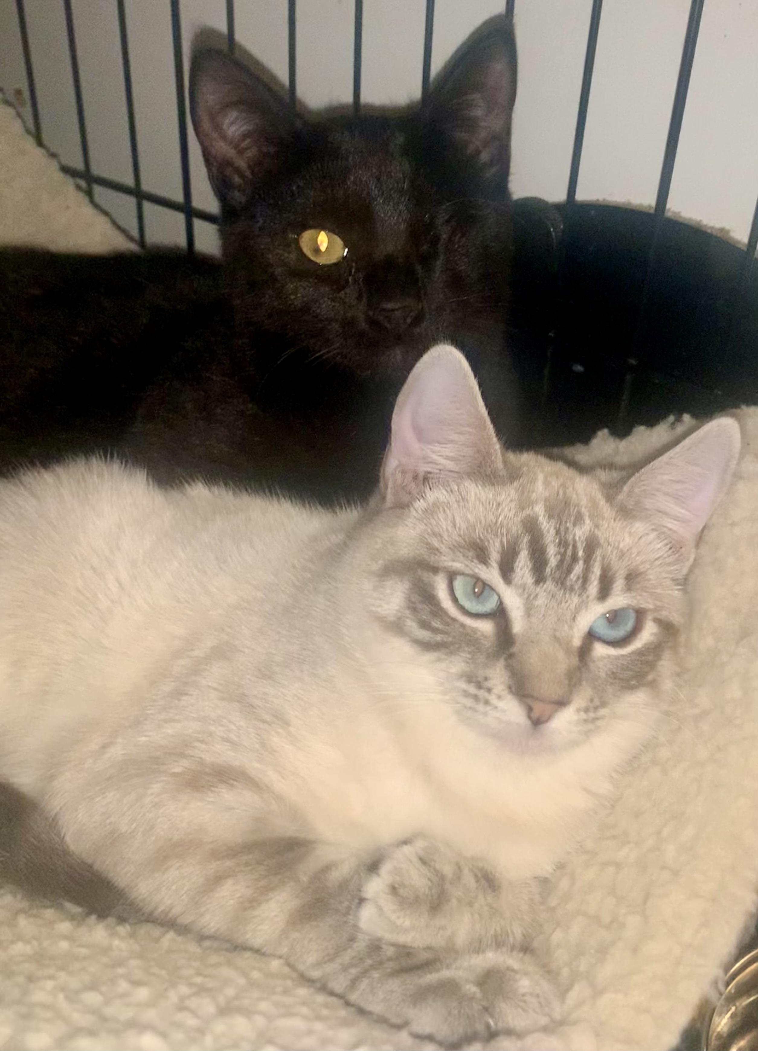 Enlarge Shadow & Riley - BONDED PAIR, a ADOPTABLE mixed breed in San Jose, CA image 2/2