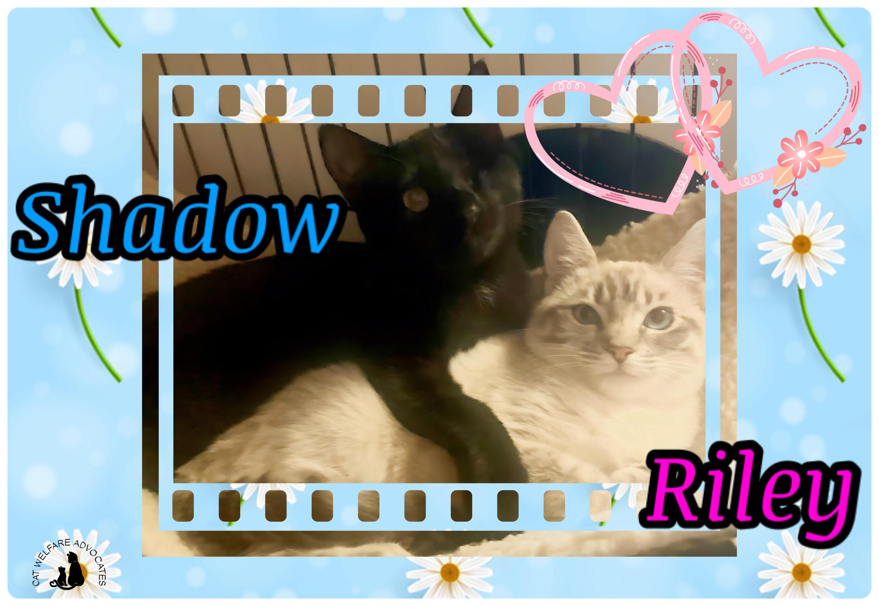 Shadow & Riley - BONDED PAIR, ADOPTABLE, Young Male Domestic Short Hair.