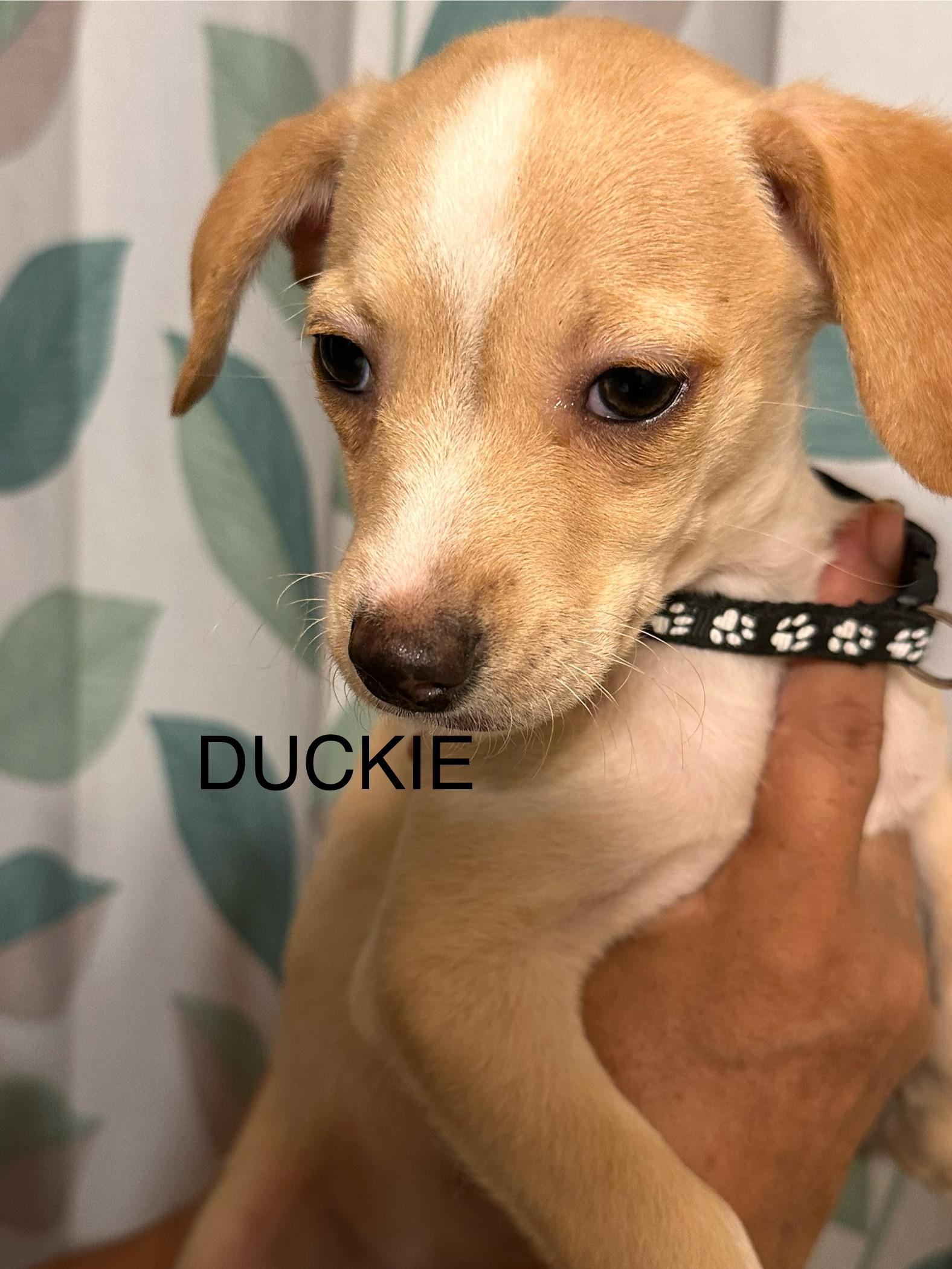 Duckie