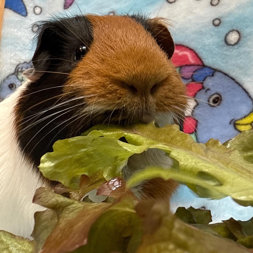 Enlarge Archie, a Adoptable Guinea Pig in Perkiomenville, PA image 1/6