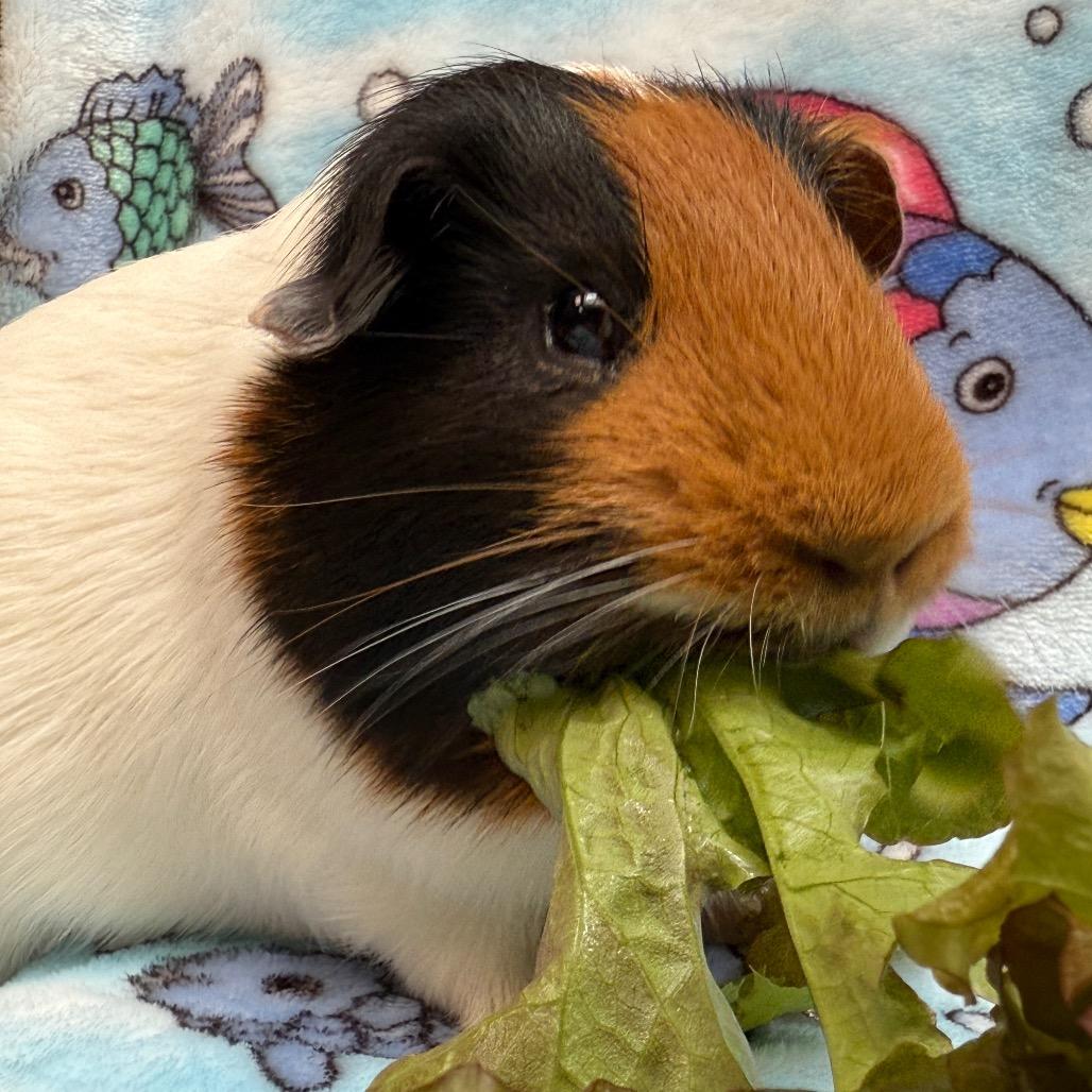 Enlarge Archie, a Adoptable Guinea Pig in Perkiomenville, PA image 2/6