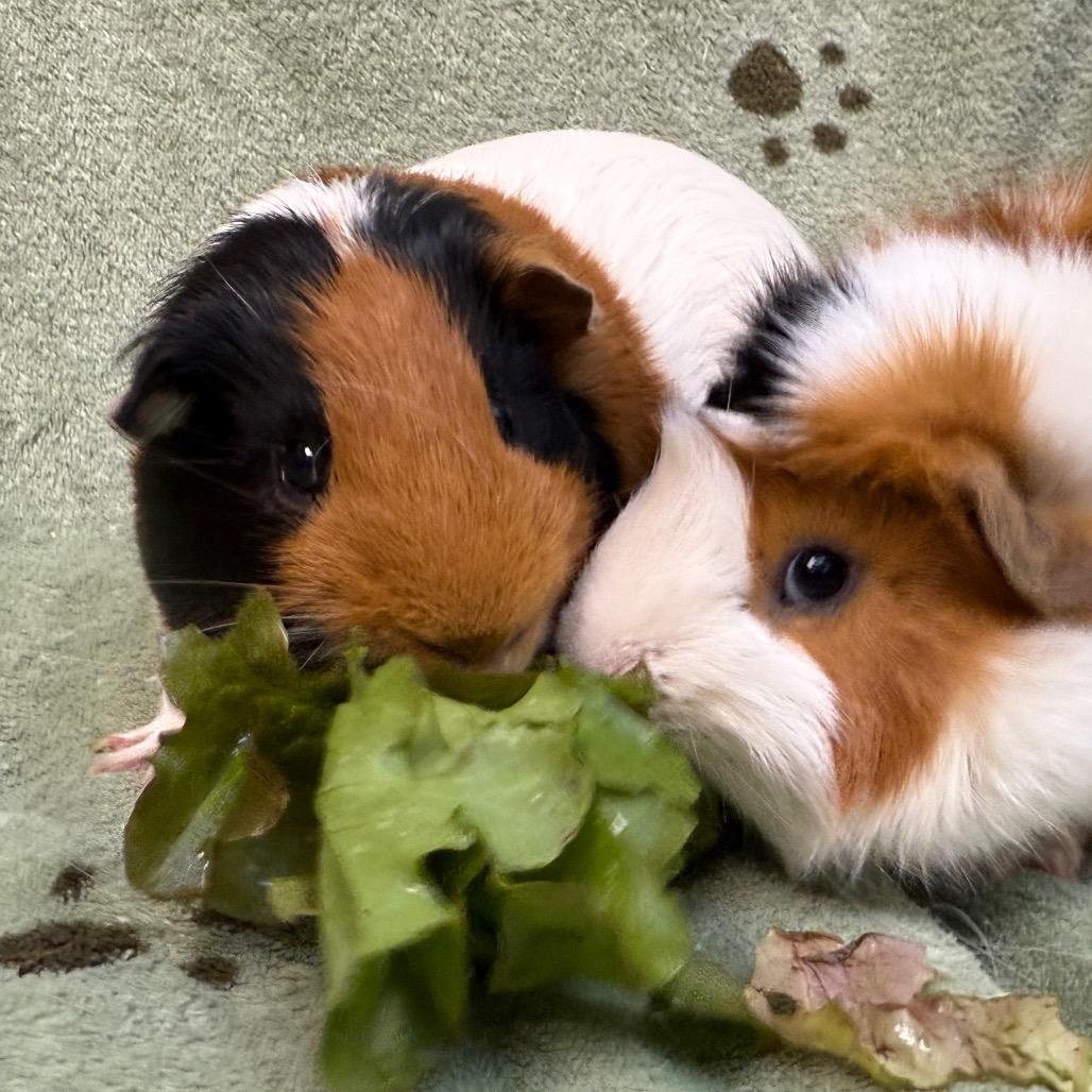 Enlarge Archie, a Adoptable Guinea Pig in Perkiomenville, PA image 3/6