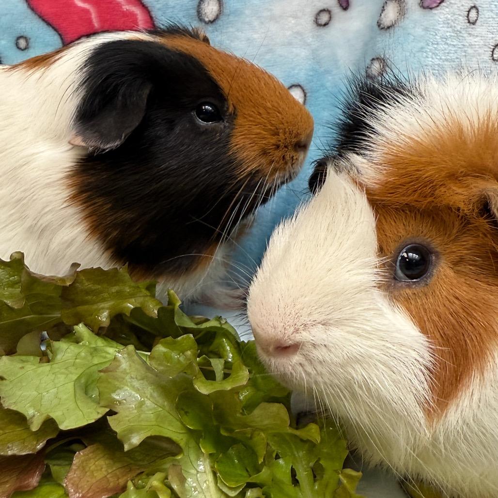 Enlarge Archie, a Adoptable Guinea Pig in Perkiomenville, PA image 4/6