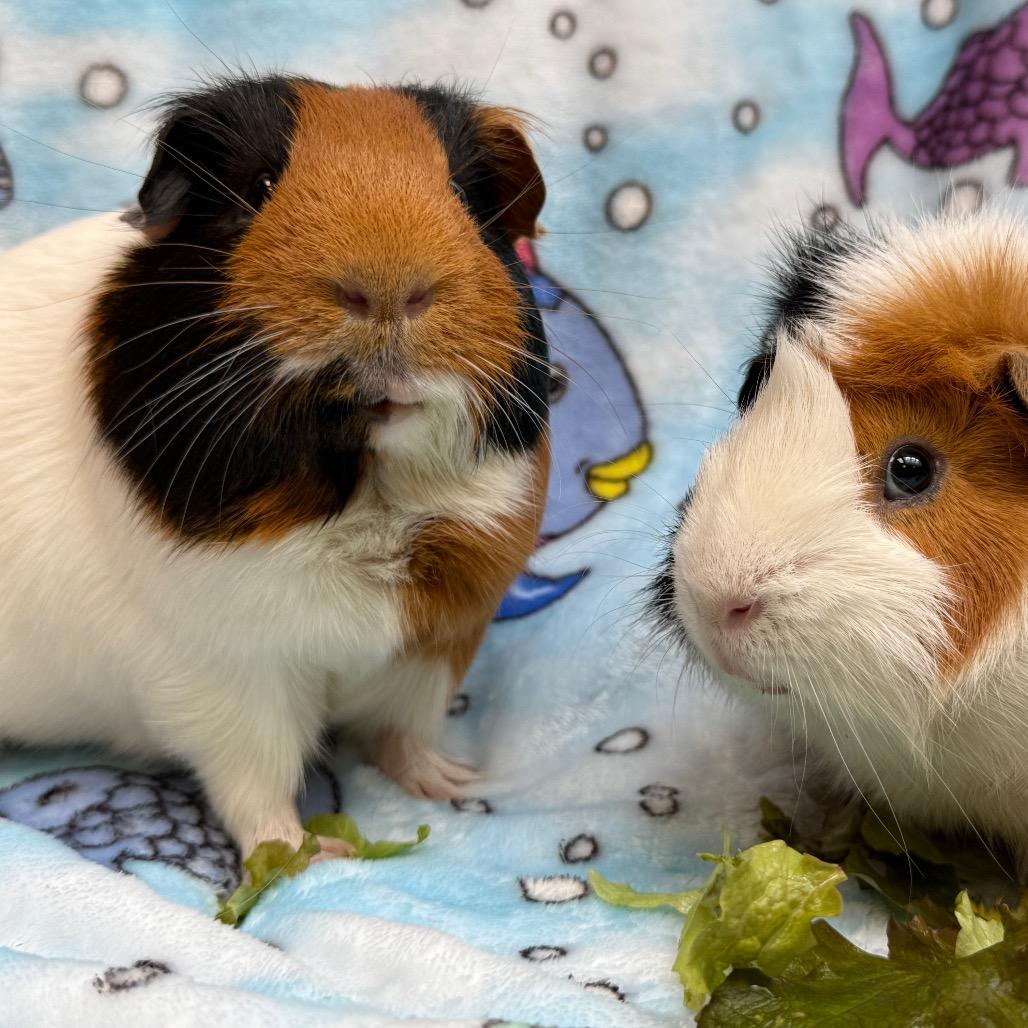 Enlarge Archie, a Adoptable Guinea Pig in Perkiomenville, PA image 5/6
