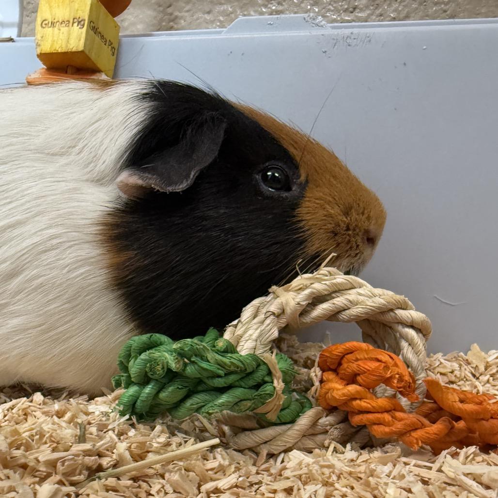Enlarge Archie, a Adoptable Guinea Pig in Perkiomenville, PA image 1/1