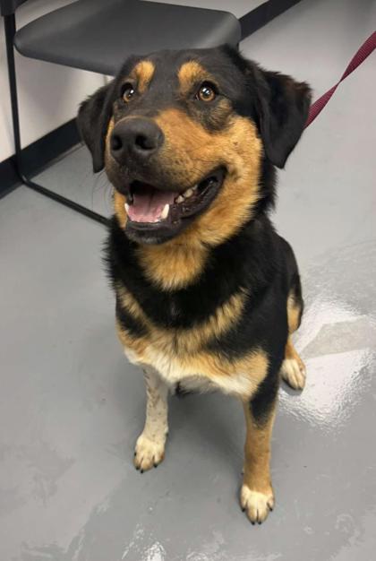 Enlarge Beau, a Adoptable mixed breed in Bowling Green, KY image 1/3