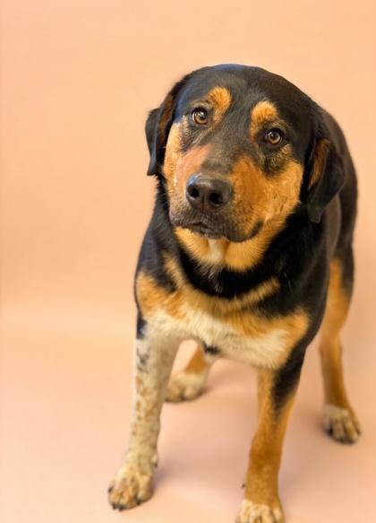 Enlarge Beau, a Adoptable mixed breed in Bowling Green, KY image 2/3