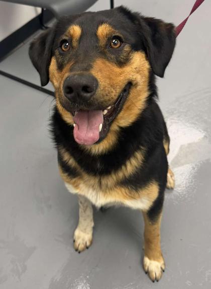 Enlarge Beau, a Adoptable mixed breed in Bowling Green, KY image 3/3