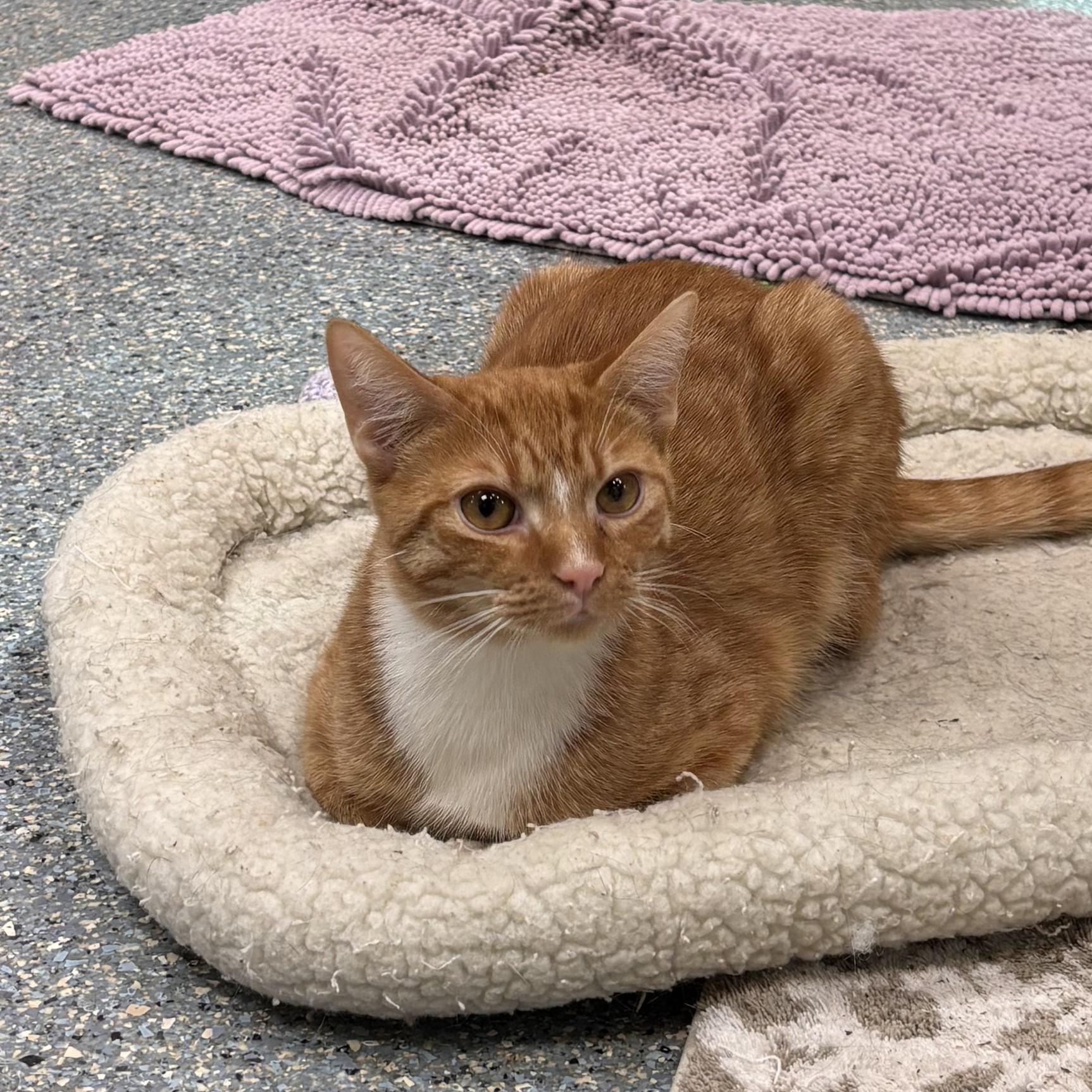 Cheddar, a Adoptable Domestic Short Hair in Charleston, SC image 1/2