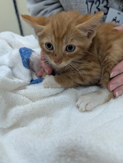 Cheddar, a Adoptable Domestic Short Hair in Charleston, SC image 2/2