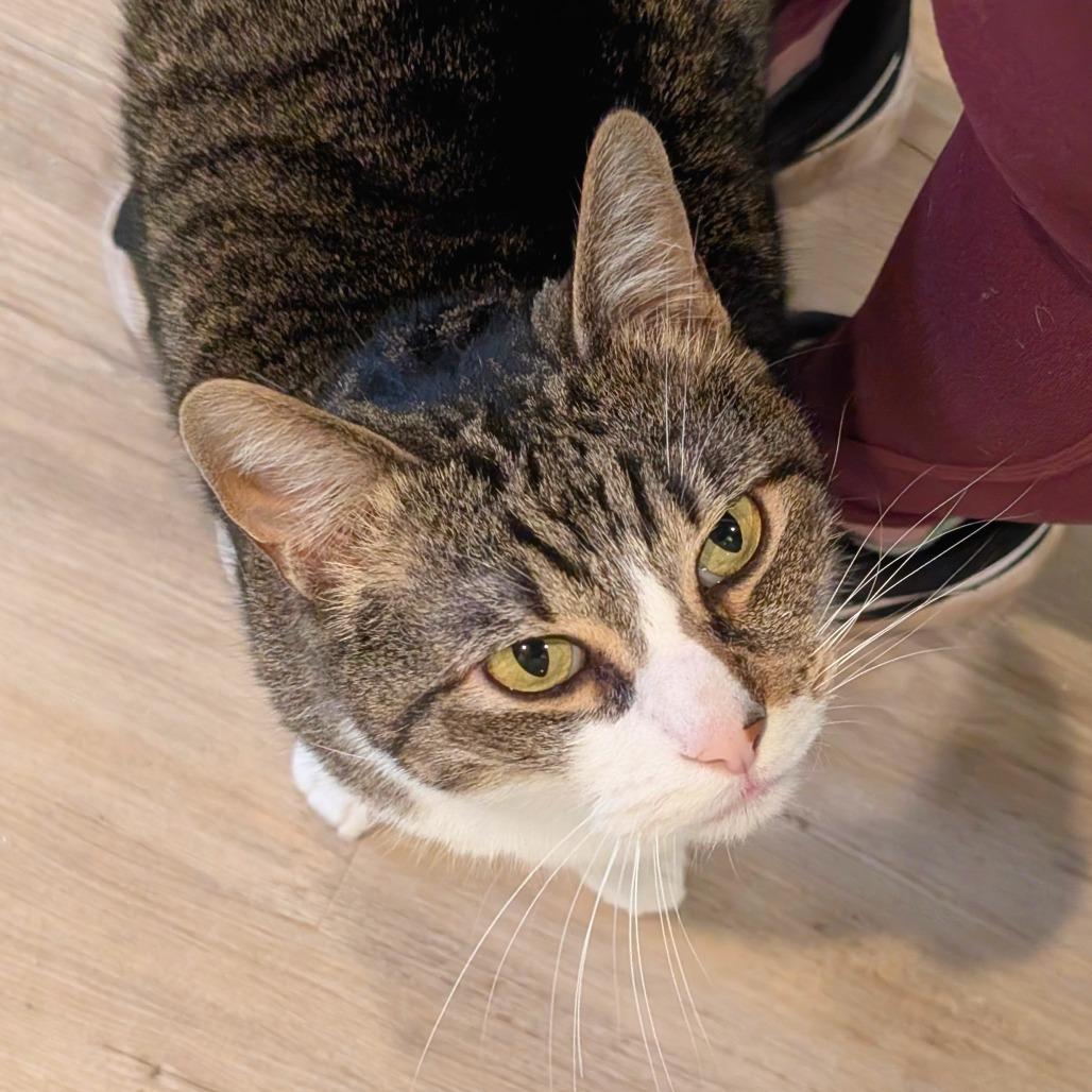 Billy, Adoptable, Adult Male American Shorthair.