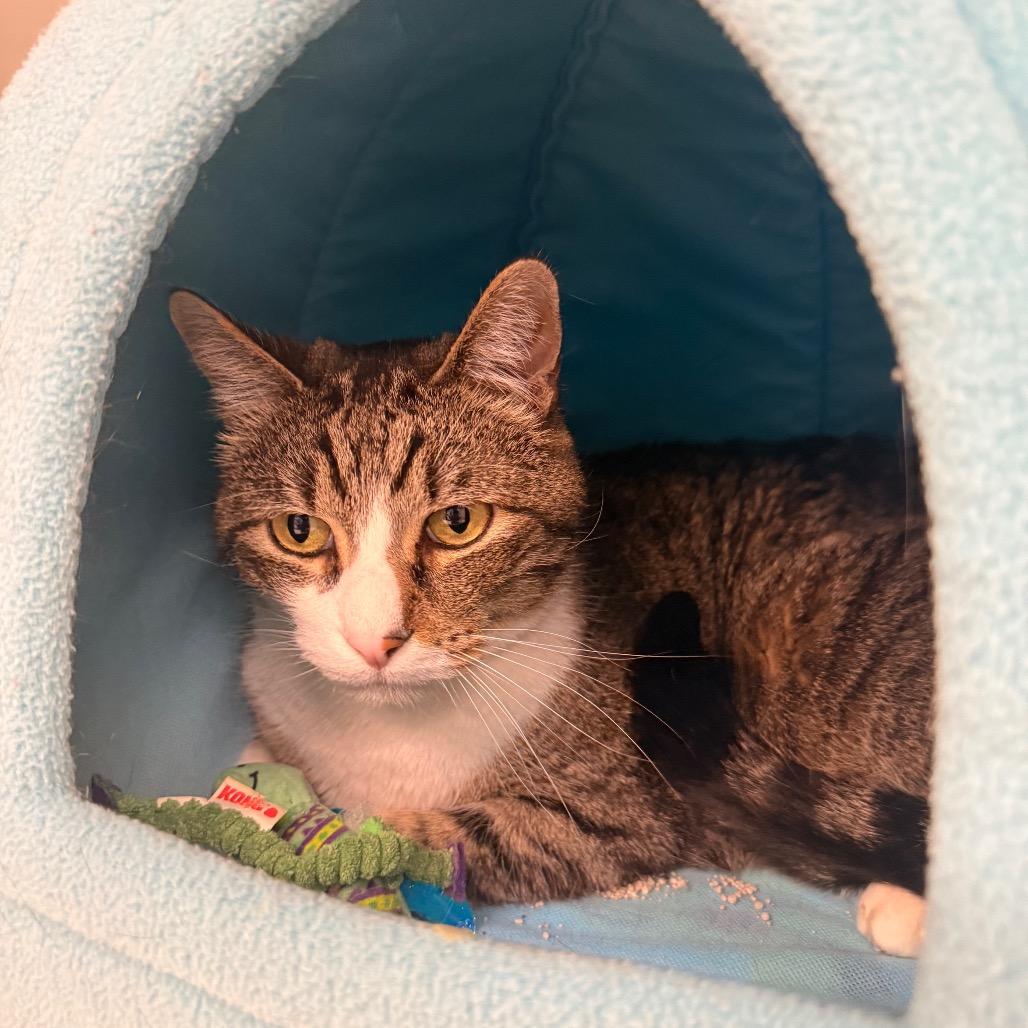 Billy, Adoptable, Adult Male American Shorthair.