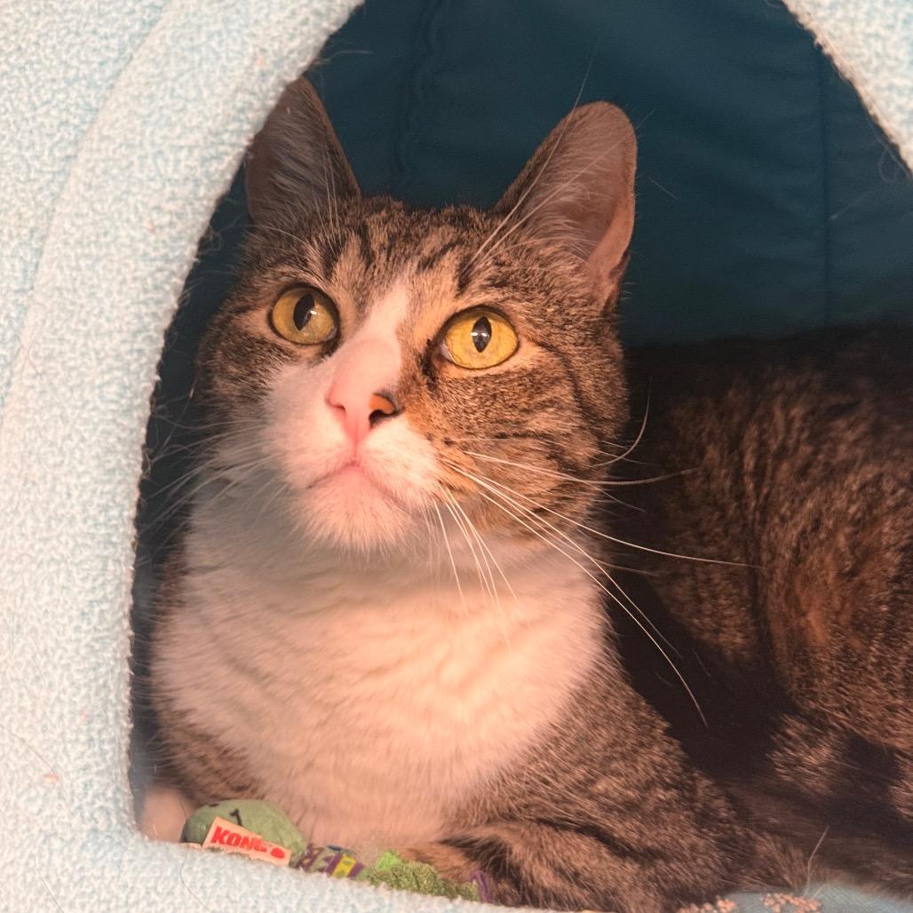 Enlarge Billy, a Adoptable American Shorthair in Saint Charles, MO image 2/3