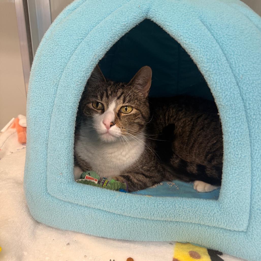 Enlarge Billy, a Adoptable American Shorthair in Saint Charles, MO image 3/3