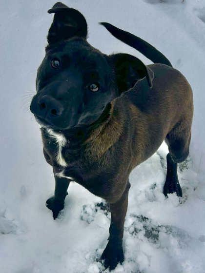 Cookie Queen of the Mountains, Adoptable, Adult Female Terrier & Mixed Breed.