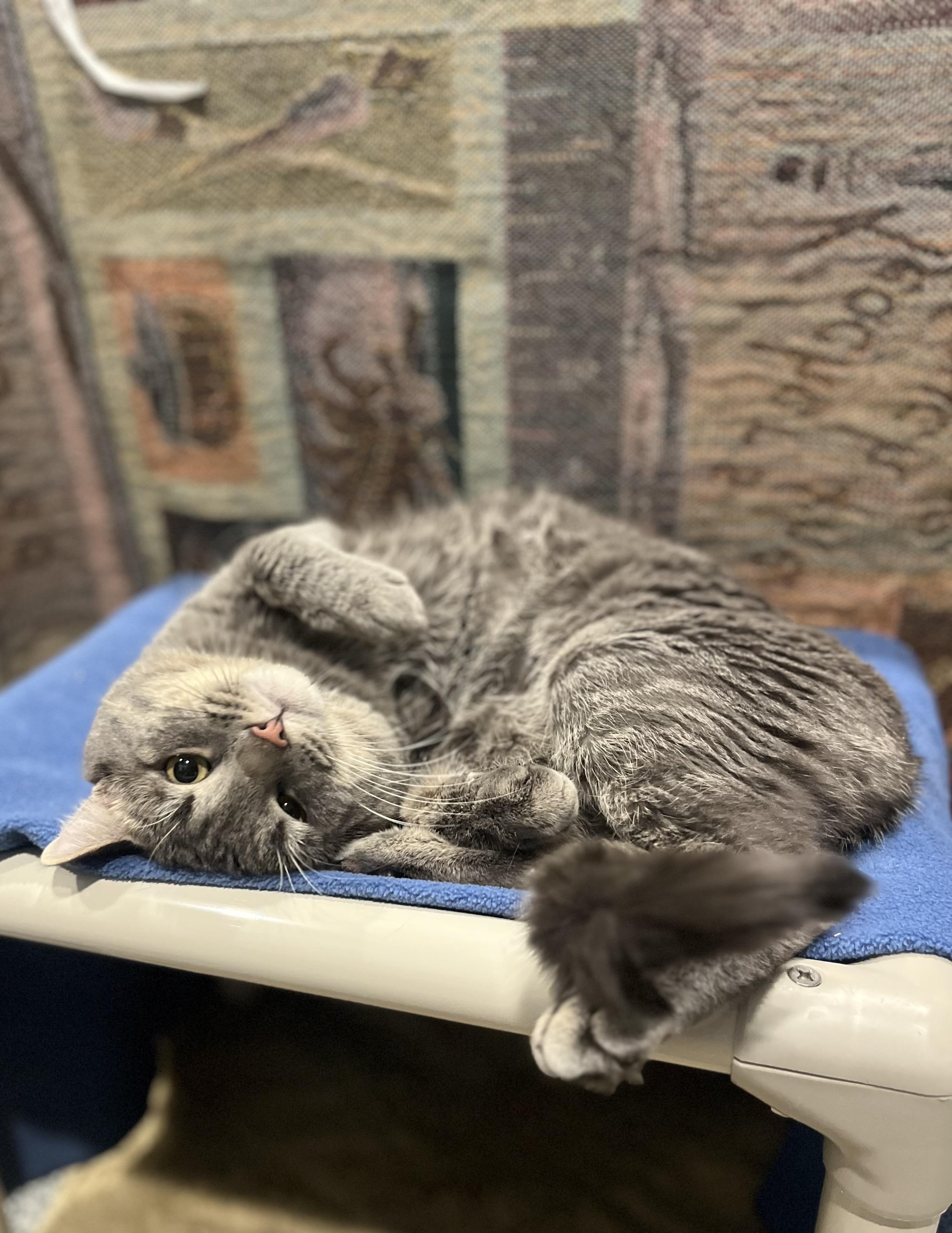 Hunter, an adopted Domestic Short Hair in Blackstone, MA image 1/6