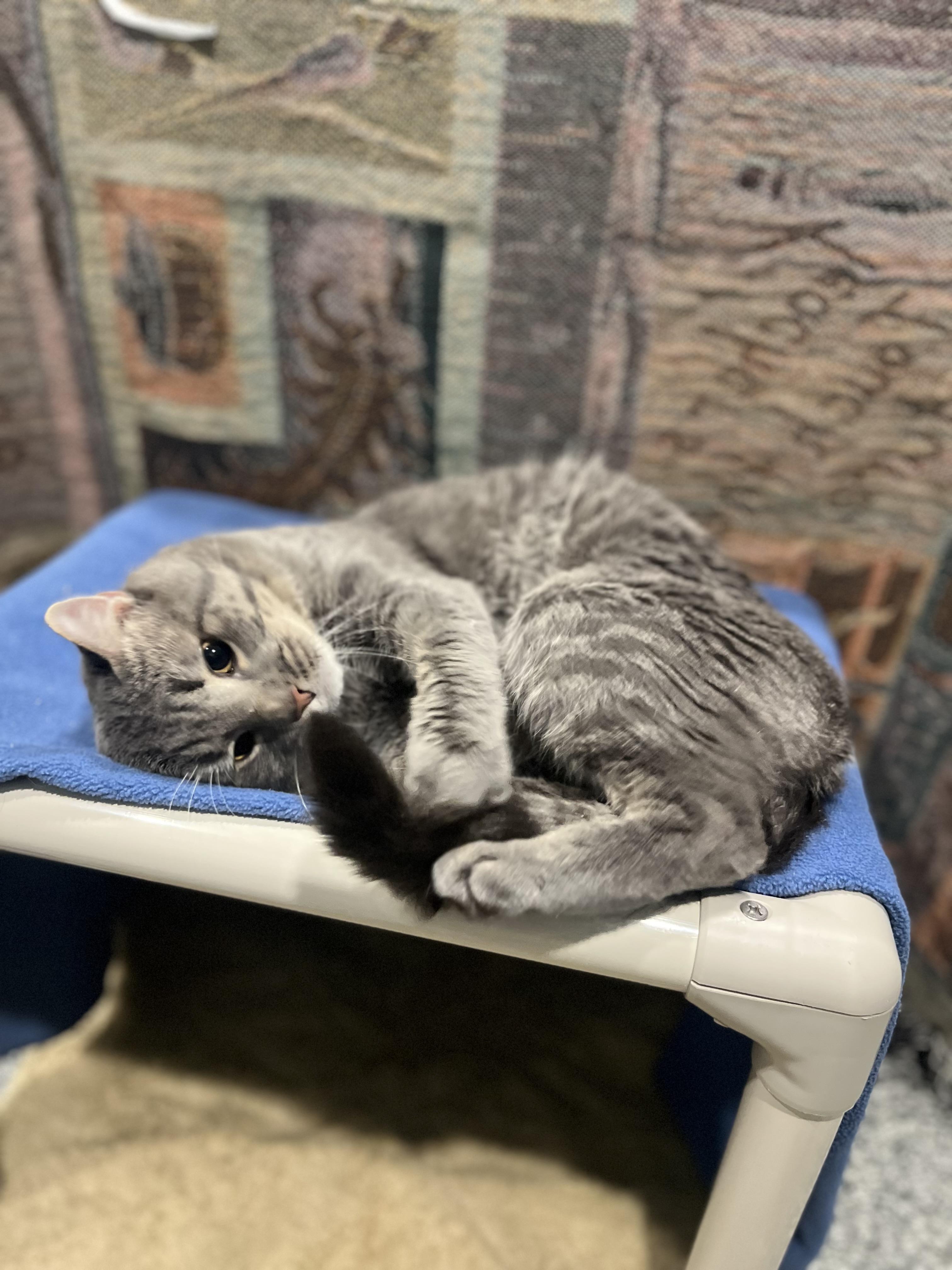 Hunter, an adopted Domestic Short Hair in Blackstone, MA image 4/6