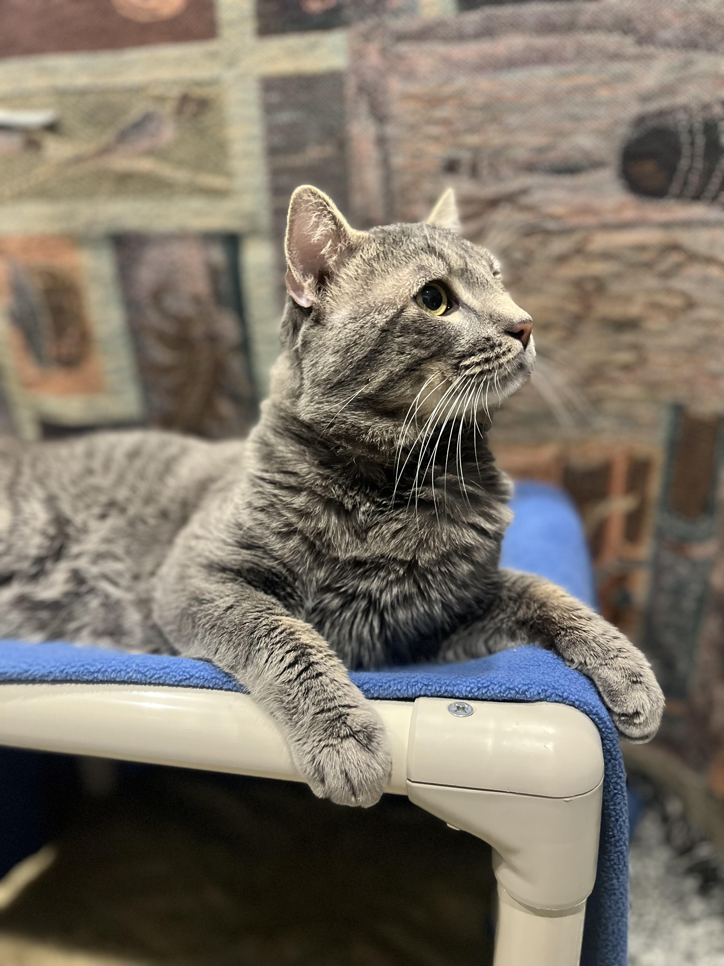 Hunter, an adopted Domestic Short Hair in Blackstone, MA image 5/6