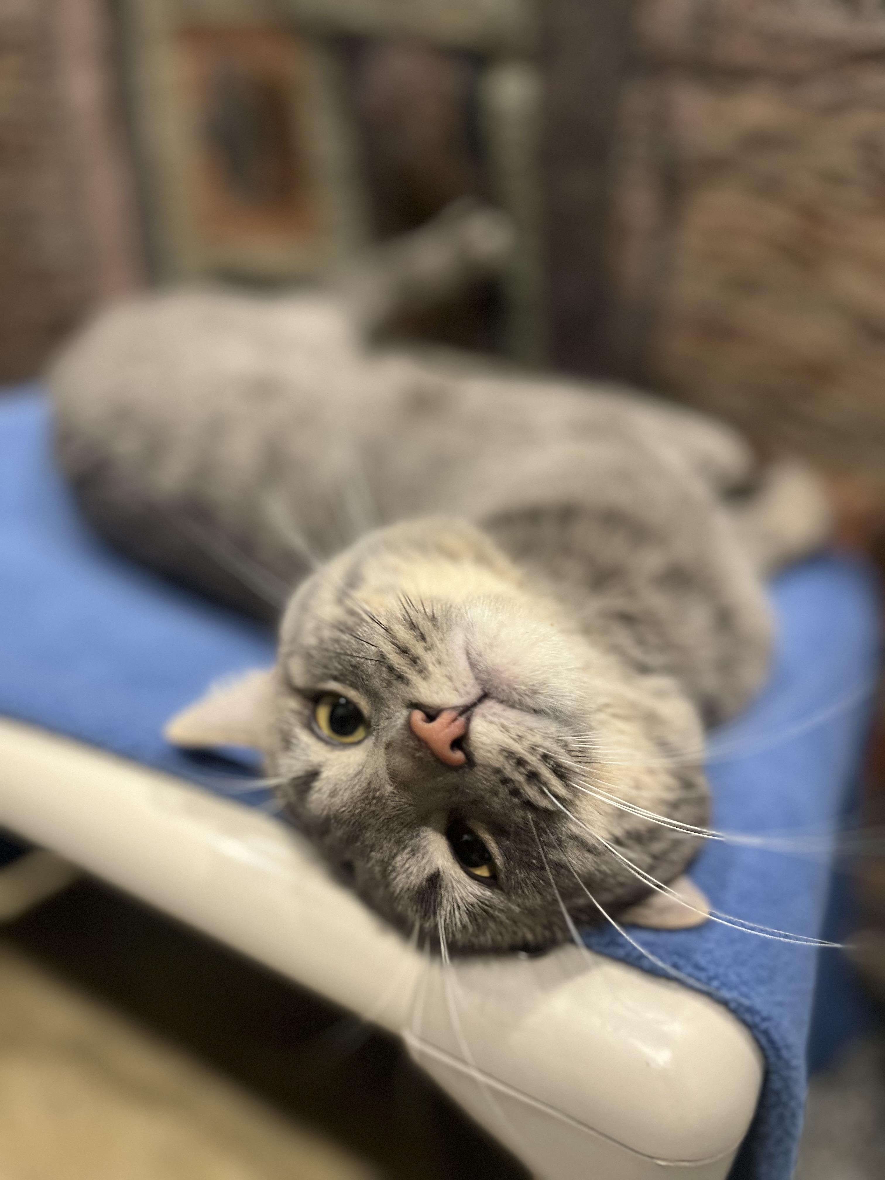 Hunter, an adopted Domestic Short Hair in Blackstone, MA image 6/6