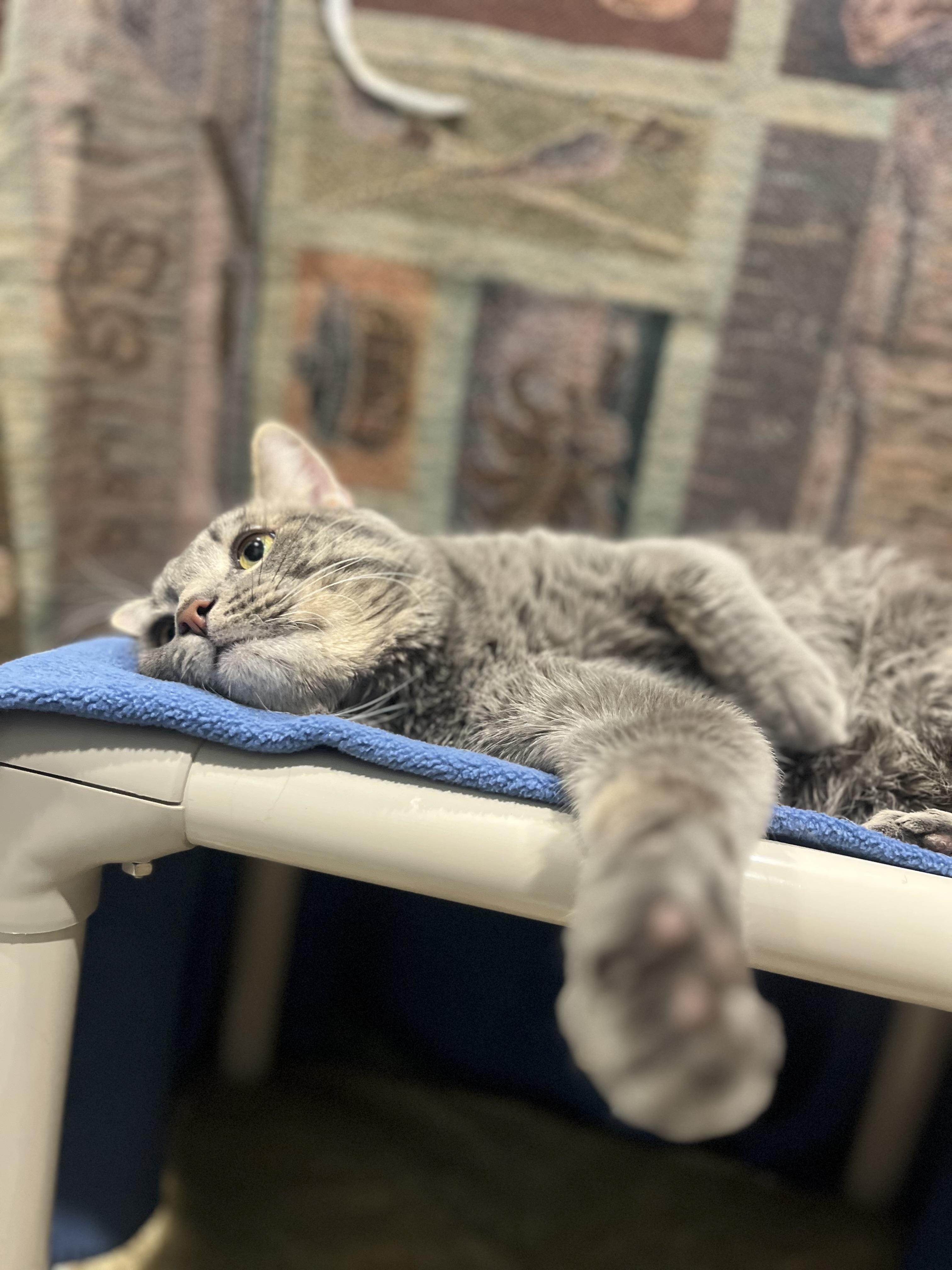 Hunter, an adopted Domestic Short Hair in Blackstone, MA image 3/6