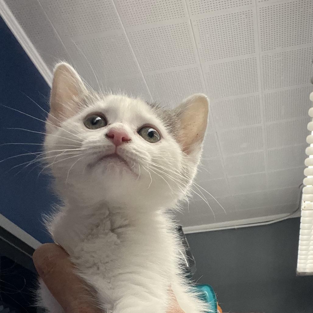Tinkerbell, Adoptable, Kitten Female Domestic Medium Hair.