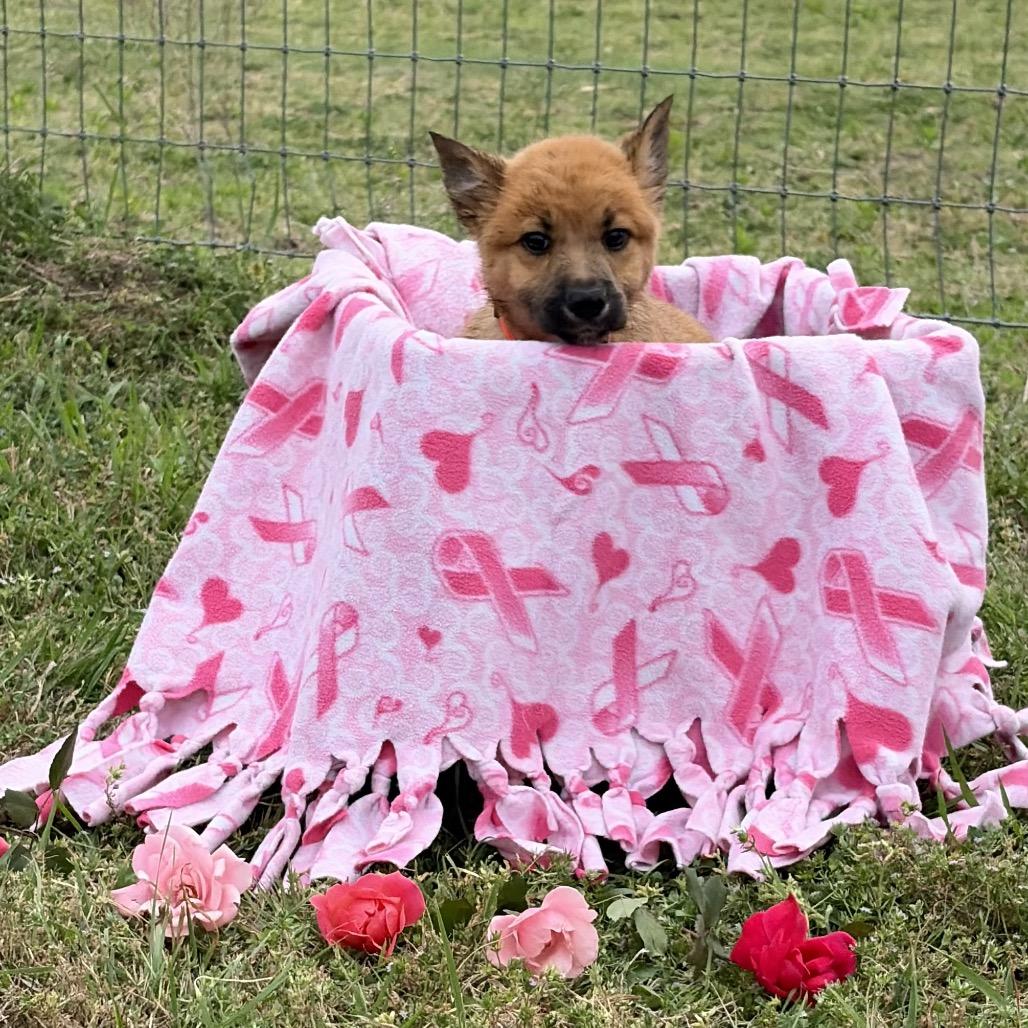 Enlarge Audrey, a Adoptable mixed breed in Ennis, TX image 1/4