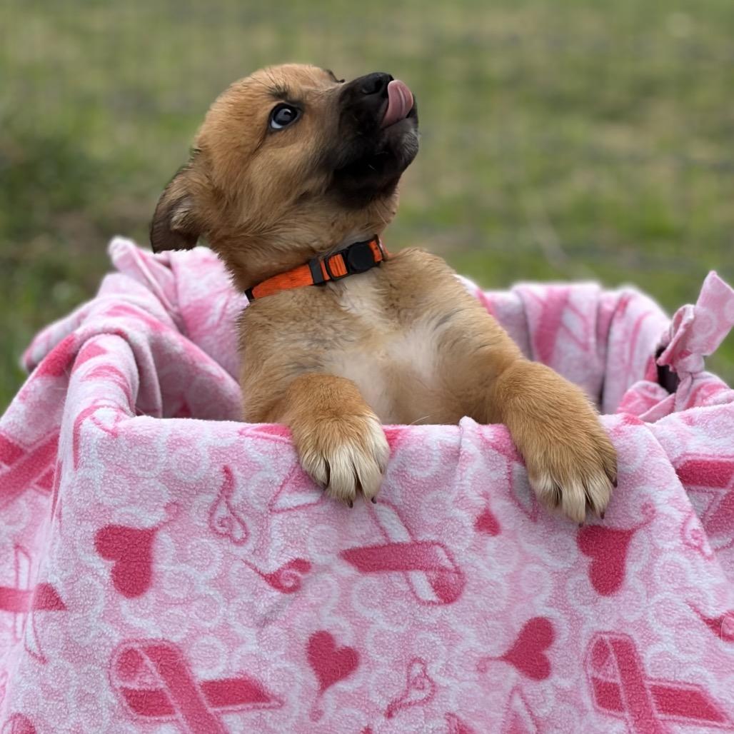 Enlarge Audrey, a Adoptable mixed breed in Ennis, TX image 2/4