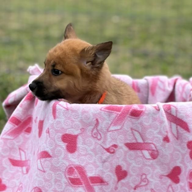 Enlarge Audrey, a Adoptable mixed breed in Ennis, TX image 3/4